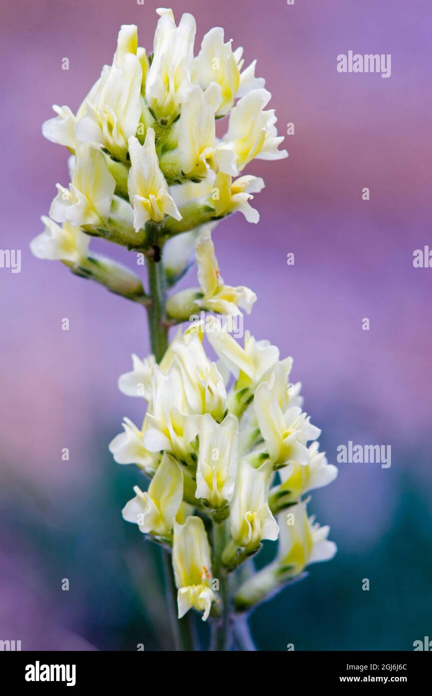 Canada, Alberta, Jasper National Park. White and yellow locoweed blossoms. Stock Photo