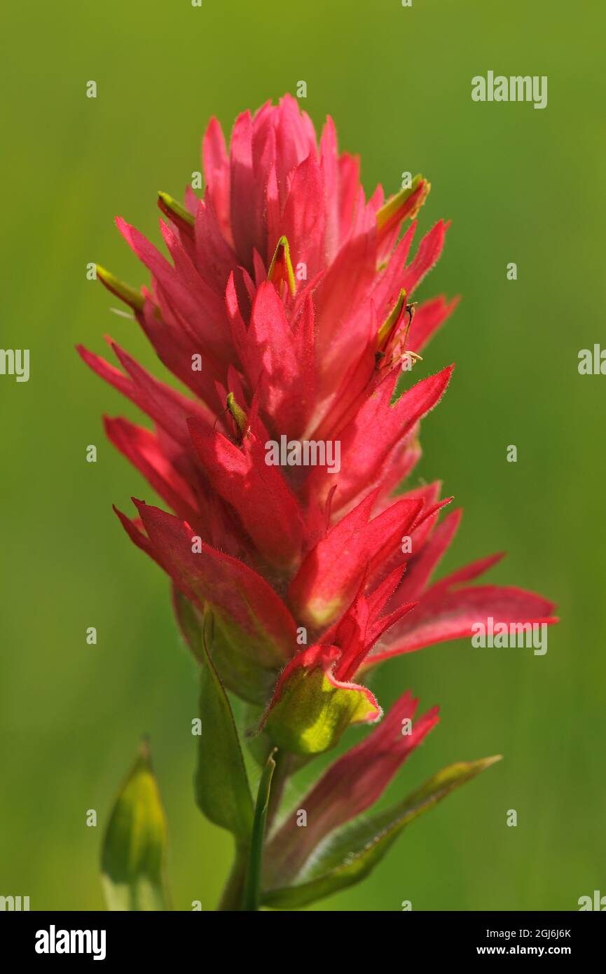 Canada, Alberta, Banff National Park. Indian paintbrush flower closeup
