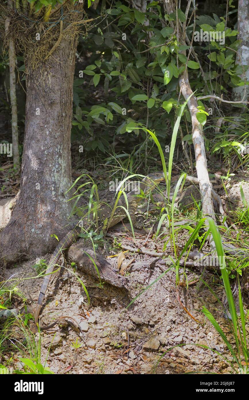 Camouflaged monitor lizard near Kuranda Stock Photo Alamy