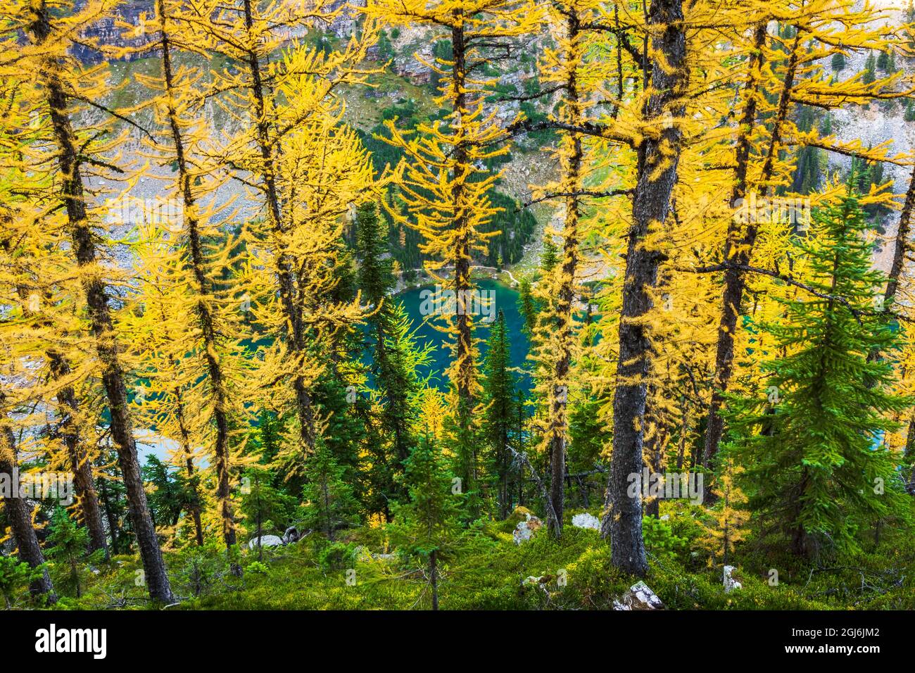 Fall larch trees at Lake Agness, Banff National Park, Alberta, Canada Stock Photo