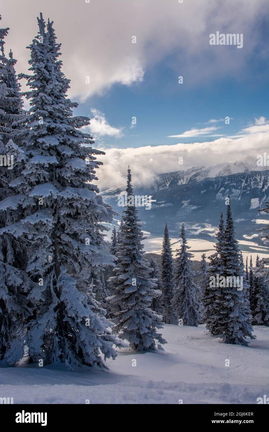 Revelstoke British Columbia, Canada, Snow covered evergreen trees Stock Photo