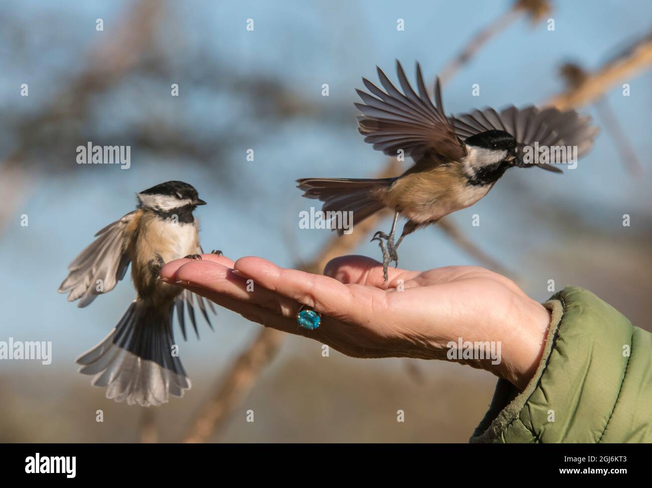 The black-capped chickadee is a small, nonmigratory, North American songbird that lives in deciduous and mixed forests. Stock Photo