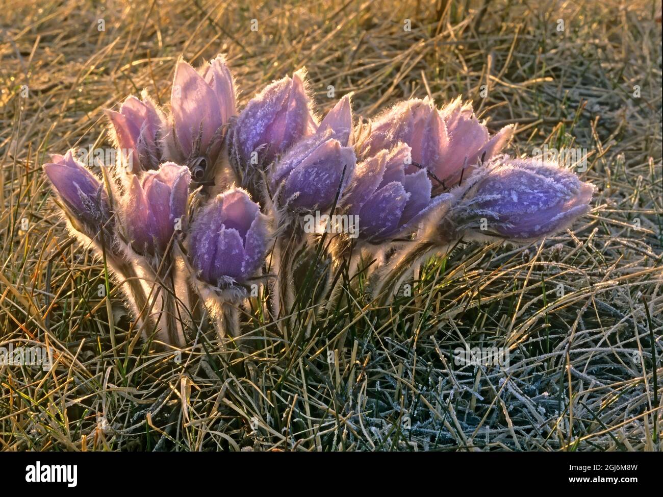 Canada, Manitoba, Winnipeg. Icy prairie crocus flowers sprouting through grass. Stock Photo