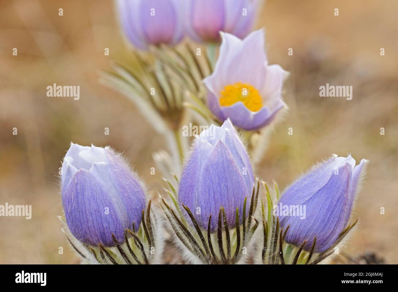 Canada, Manitoba. Prairie crocus flowers close-up. Stock Photo