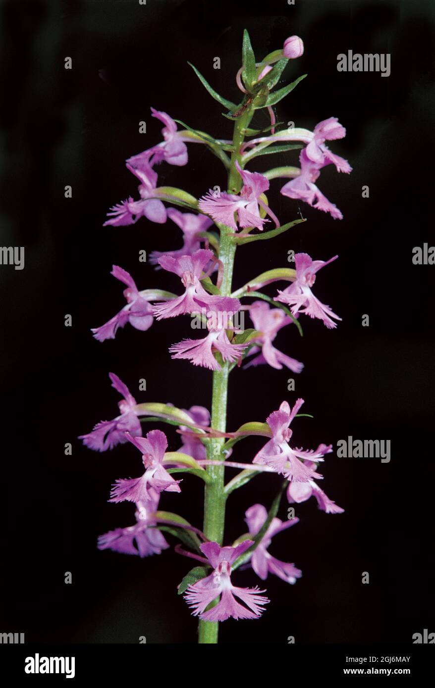 Canada, Manitoba, Buffalo Point. Small purple-fringed orchids. Stock Photo
