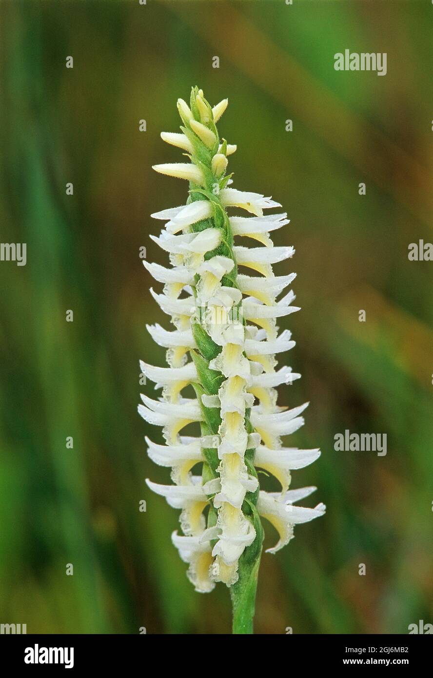 Canada, Manitoba, Tall-grass Prairie Preserve. Great Plains lady's tresses orchids. Stock Photo