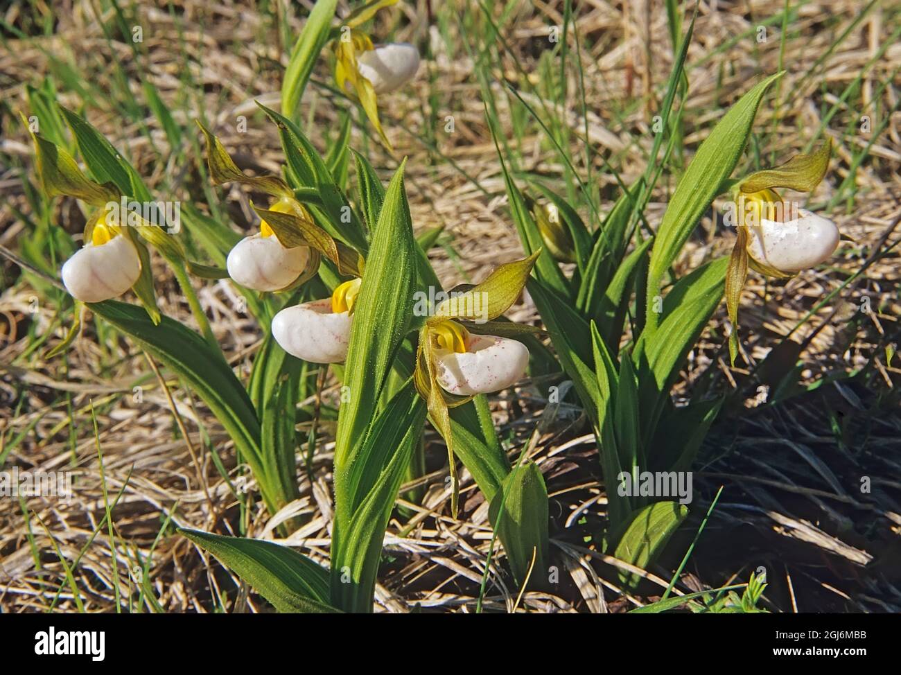 Canada, Manitoba, Tall-grass Prairie Preserve. Small white lady's-slipper orchids. Stock Photo