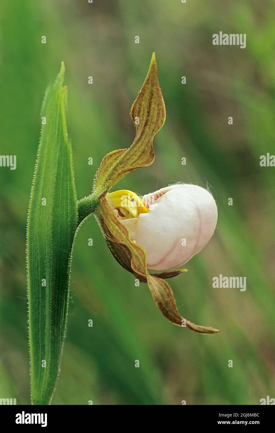 Canada, Manitoba, Tall-grass Prairie Preserve. Small white lady's-slipper orchid. Stock Photo