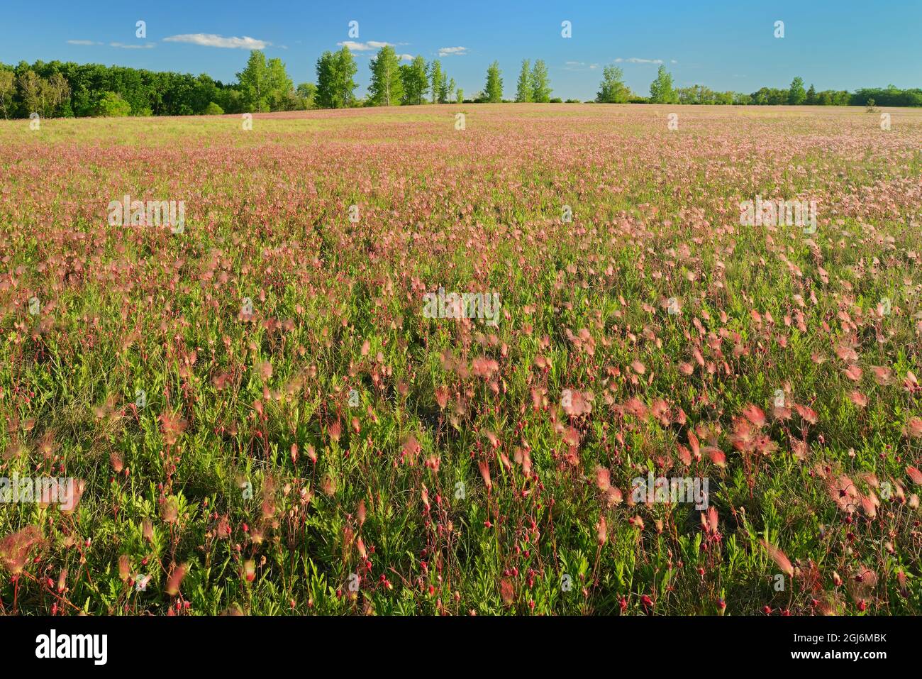 Canada, Manitoba, Birds Hill Provincial Park. Three-flowered avens flowers and seed heads in field. Stock Photo