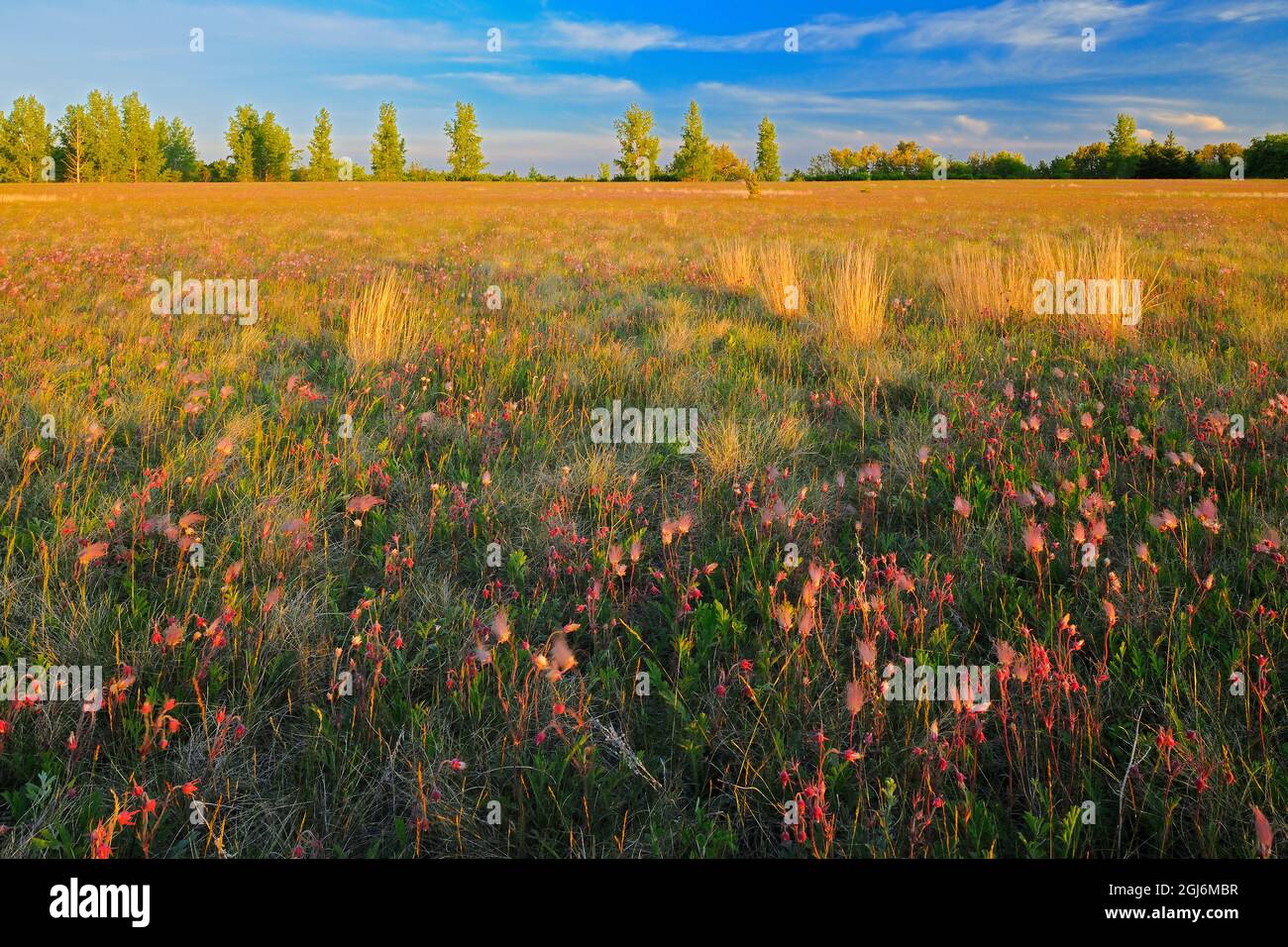 Canada, Manitoba, Birds Hill Provincial Park. Three-flowered avens flowers and seed heads in field at sunset. Stock Photo