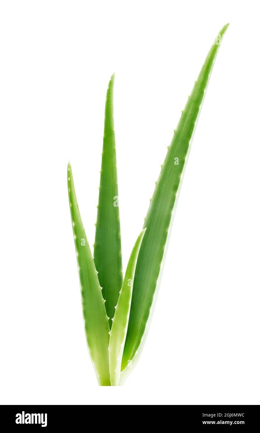 Fresh green aloe vera leaves isolated on white - Clipping path included Stock Photo
