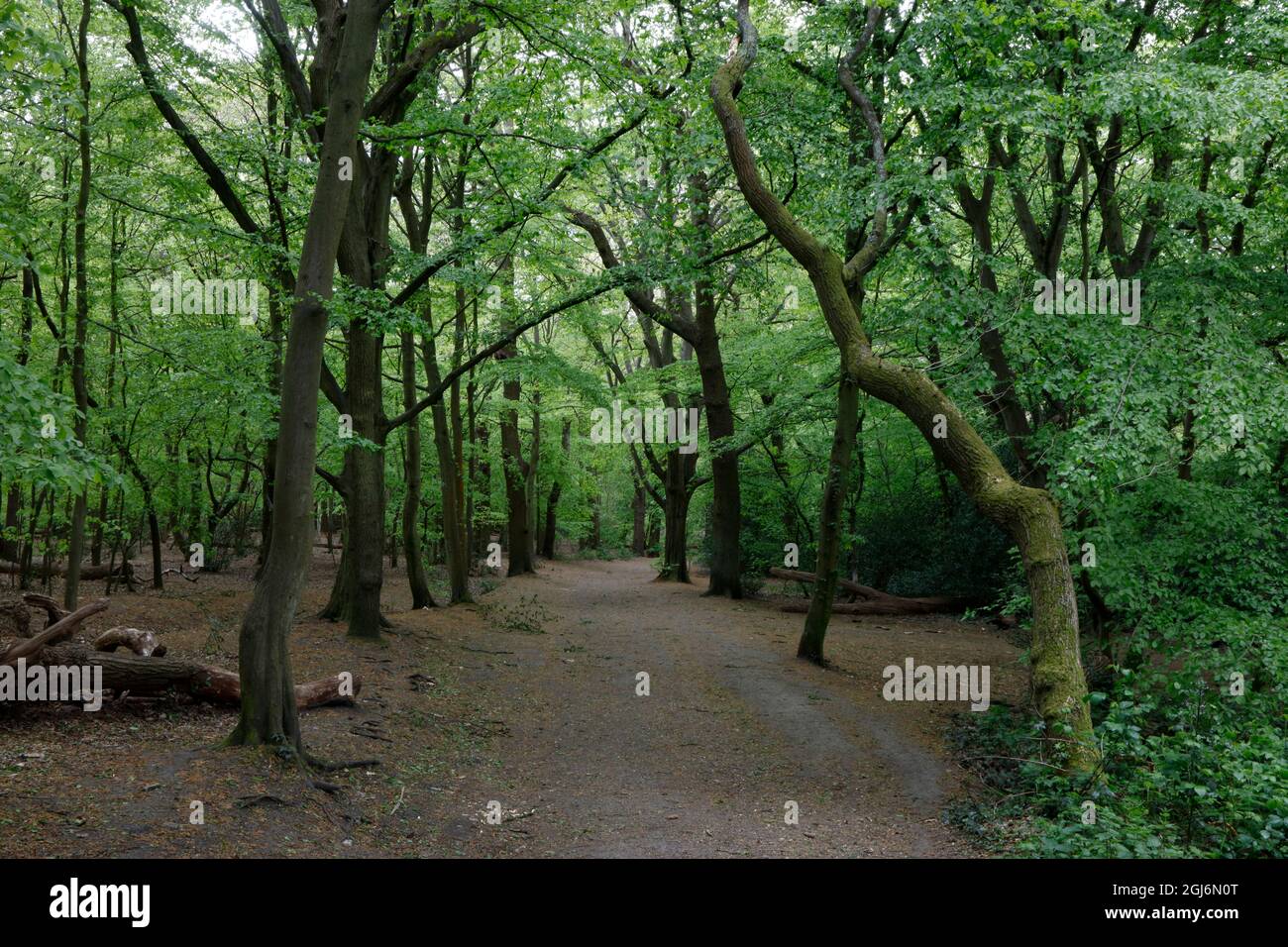 Leafy woodland hi-res stock photography and images - Alamy
