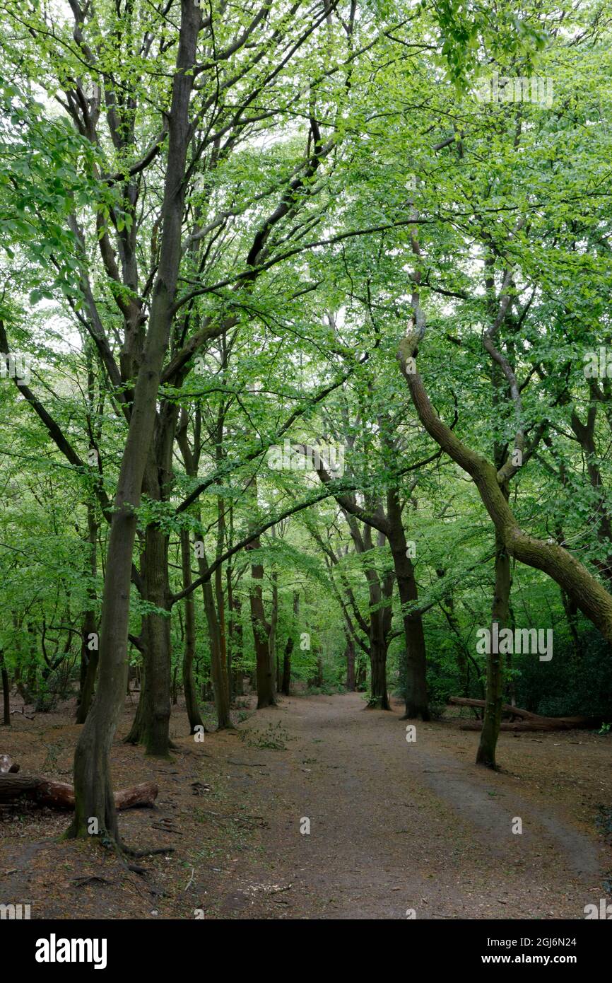 Leafy woodland hi-res stock photography and images - Alamy