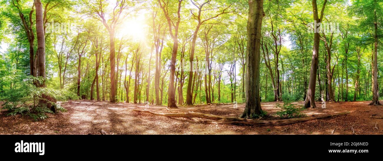 Fresh morning in a green forest in Germany. With the bright morning sun shining through the trees. Stock Photo