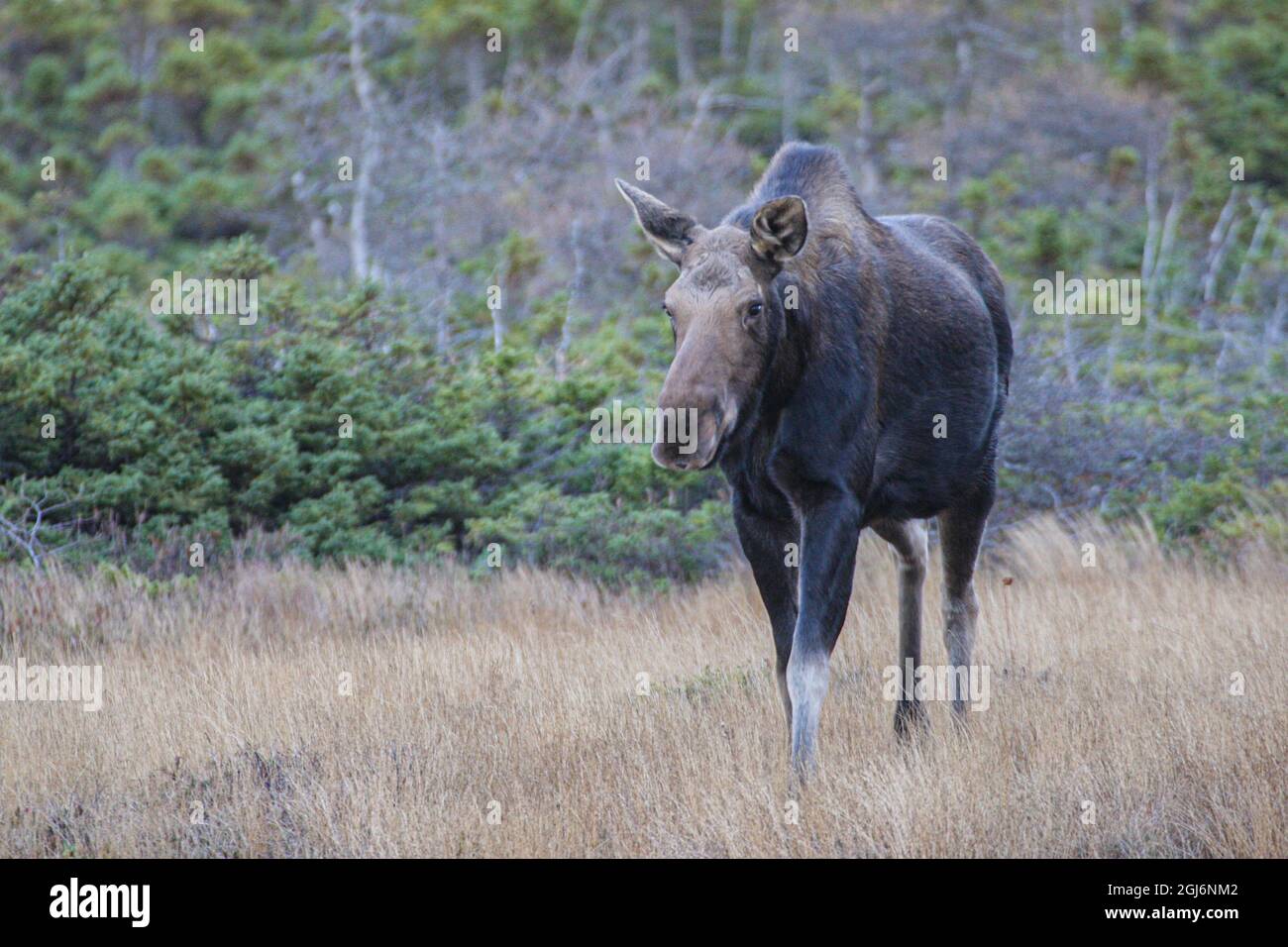 Cape breton moose nova scotia hires stock photography and images Alamy