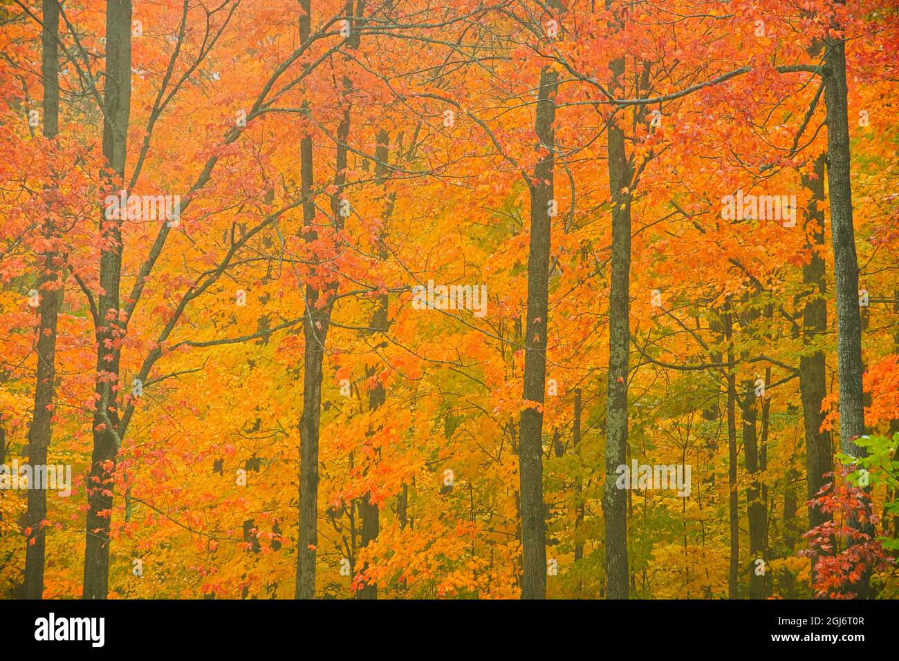 Canada, Quebec, Reserve faunique de Rimouski. Autumn forest colors in Notre Dame Mountains. Credit as: Mike Grandmaison / Jaynes Gallery / DanitaDelim Stock Photo