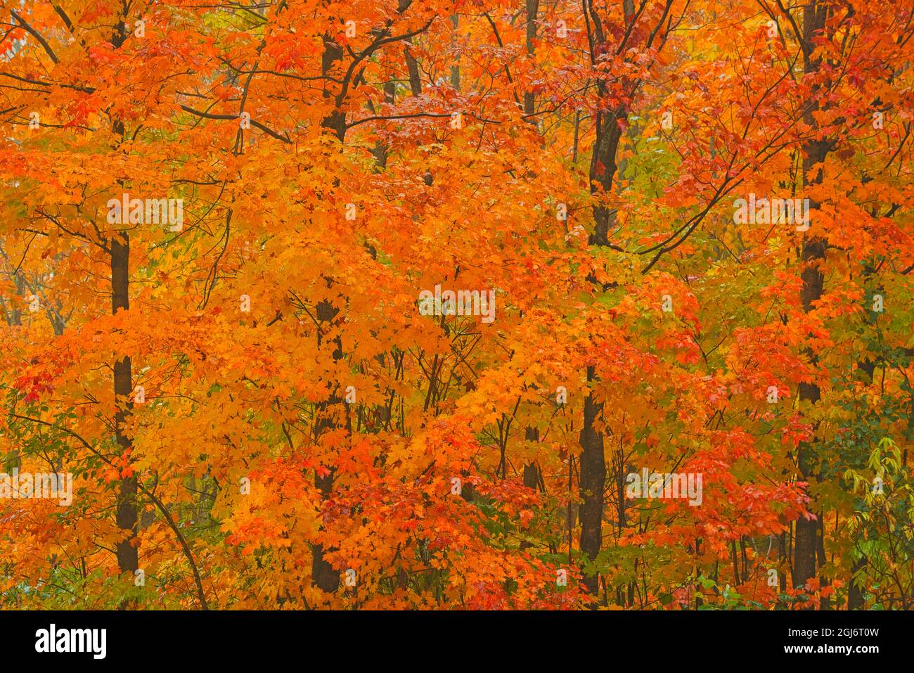 Canada, Quebec, Reserve faunique de Rimouski. Autumn forest colors in Notre Dame Mountains. Credit as: Mike Grandmaison / Jaynes Gallery / DanitaDelim Stock Photo