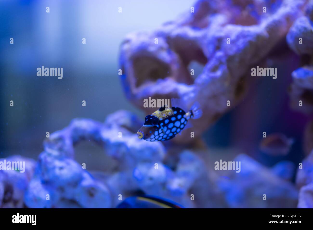 Blue boxfish in the aquarium Stock Photo