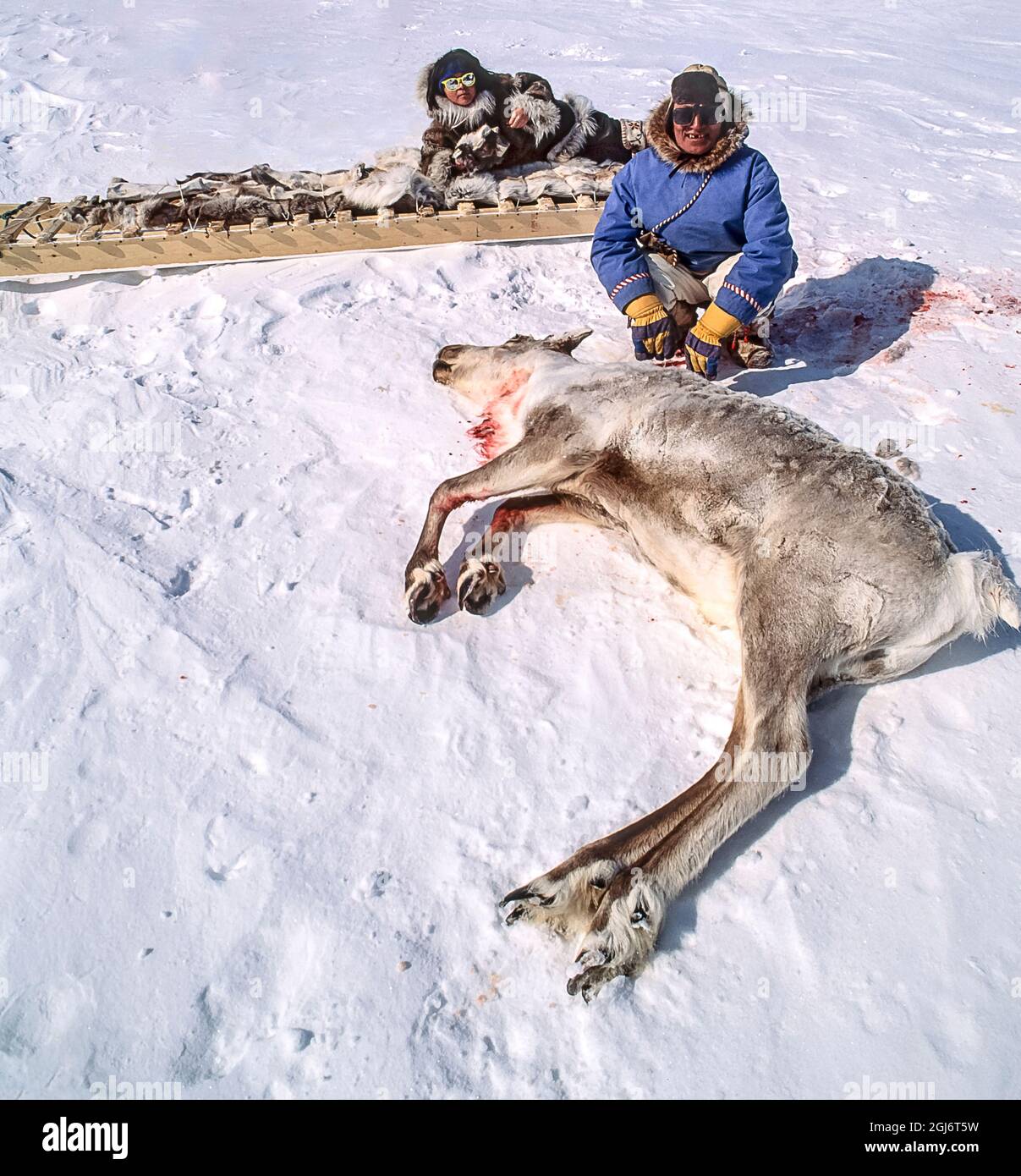 Baker Lake, Nunavut, Canada. Inuit man beside freshly hunted caribou. Girl, 11, dressed in traditional skin clothing, is on traditional cargo sled beh Stock Photo