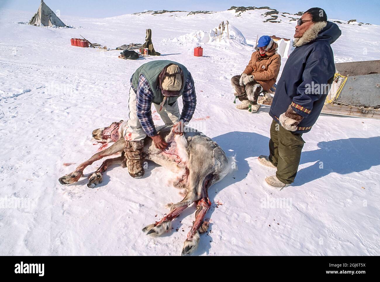 Baker Lake, Nunavut, Canada. Inuit elder skins freshly killed caribou(kamatik or Qamutiik) in background.(For Editorial Use Only) Stock Photo