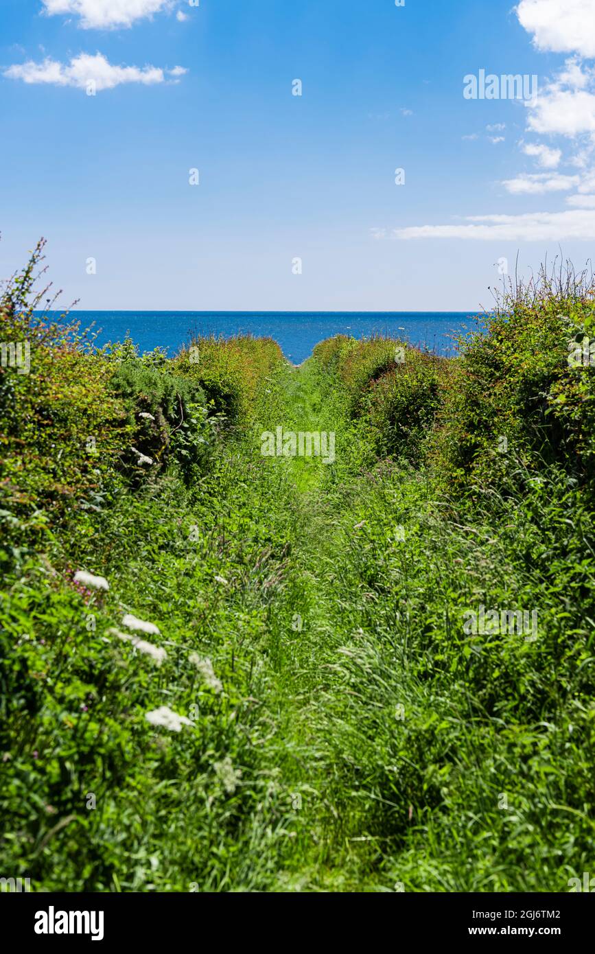 An overgrown path between two hedges. Stock Photo
