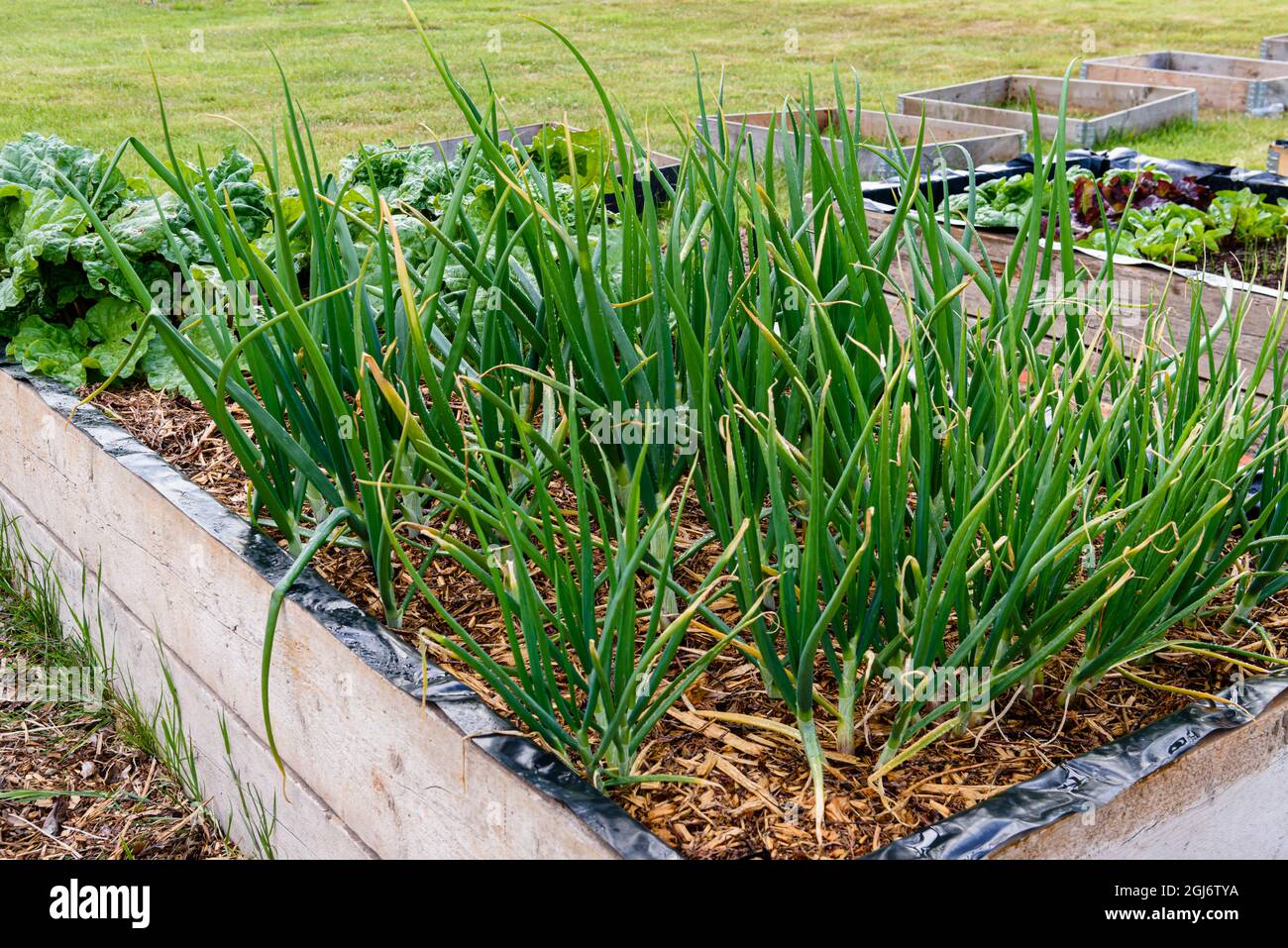 Onions and rhubarb growing in a raised bed Stock Photo Alamy