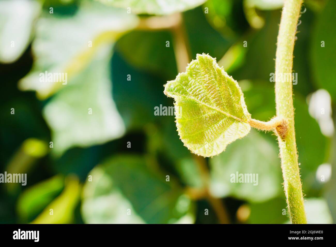 Green Leaves Of Wall Climbing Vines Close Up Nature Abstract Stock