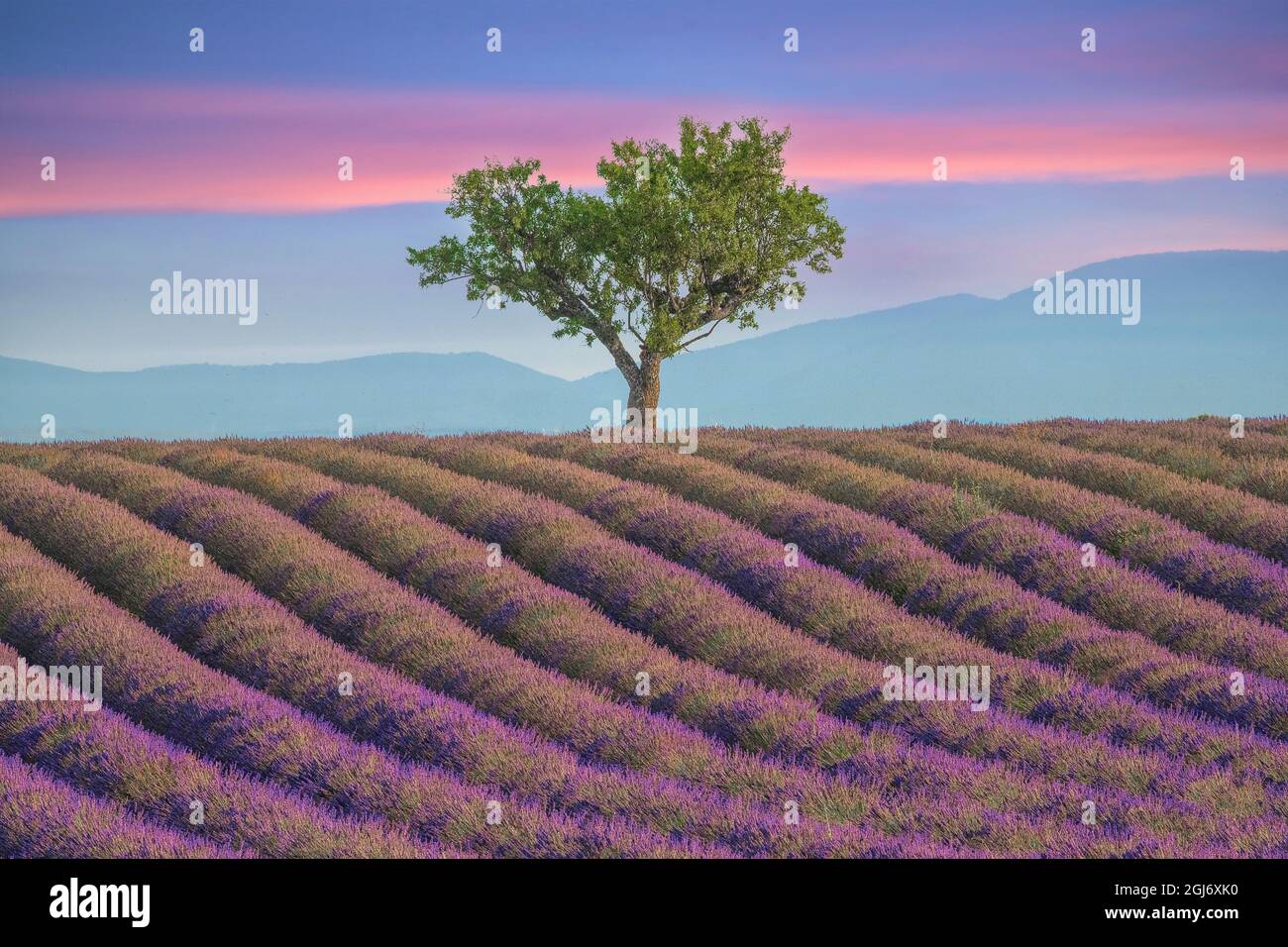 France Provence Valensole Sunrise On Lavender Field And Tree Stock france-provence-valensole-sunrise-on-lavender-field-and-tree-stock