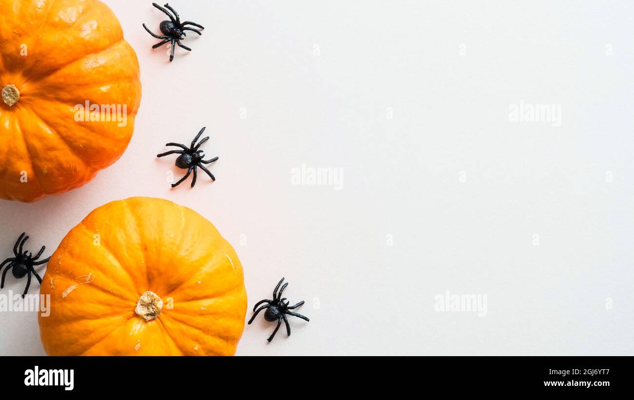 Happy Halloween background with pumpkins and spiders on white desk ...