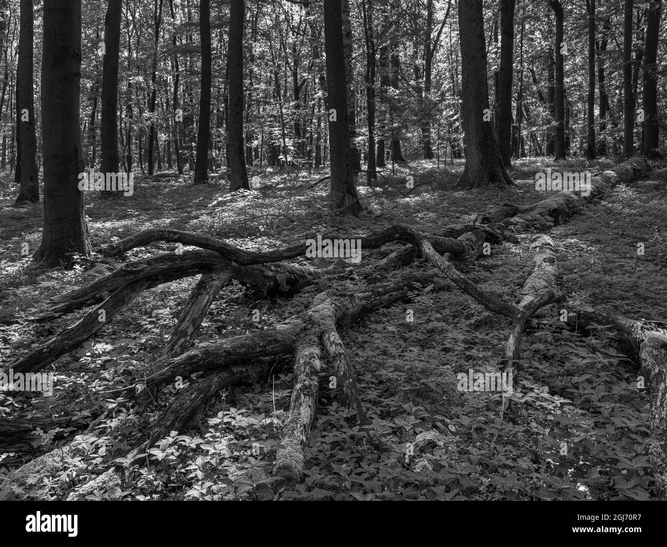 Deadwood, coarse woody debris and fallen trees in the Hainich woodland in Thuringia, National Park and part of the UNESCO World Heritage Site. Primeva Stock Photo