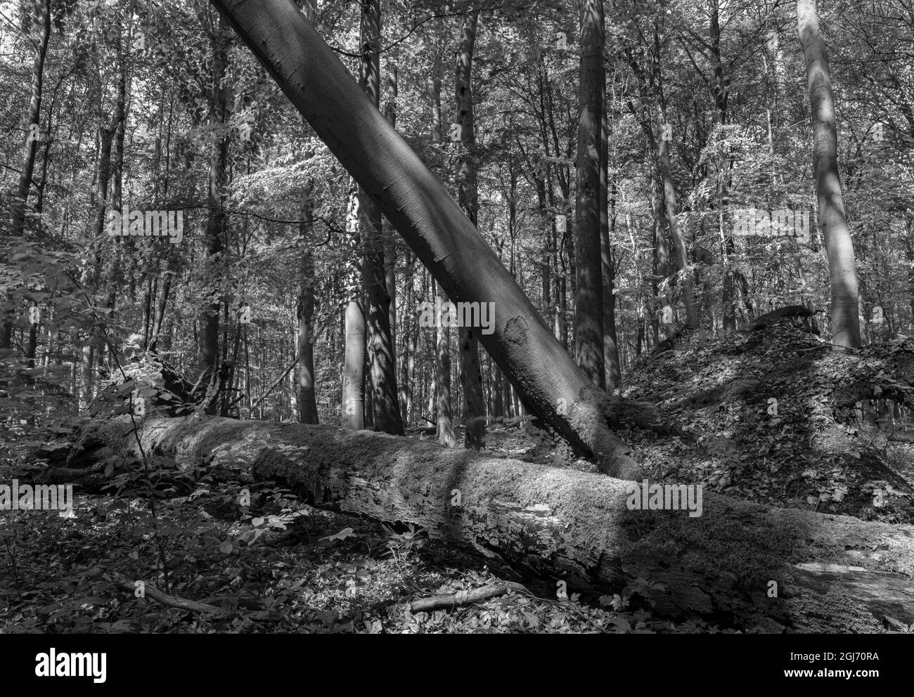 Deadwood, coarse woody debris and fallen trees in the Hainich woodland in Thuringia, National Park and part of the UNESCO World Heritage Site. Primeva Stock Photo