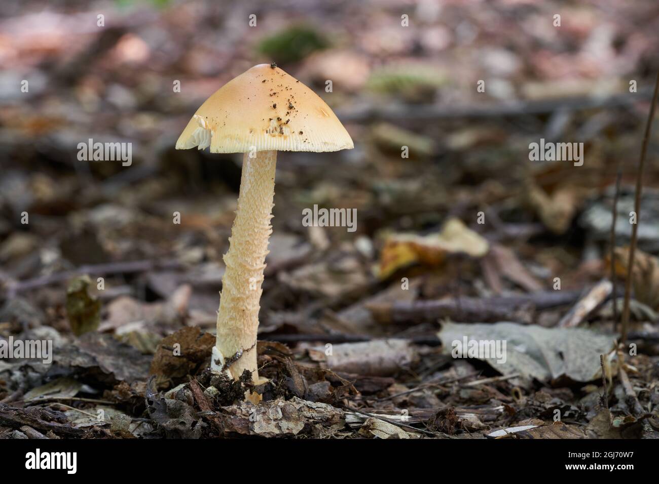 Edible mushroom Amanita crocea in mixed forest. Known as saffron ringless amanita. Wild mushroom growing in the leaves. Stock Photo