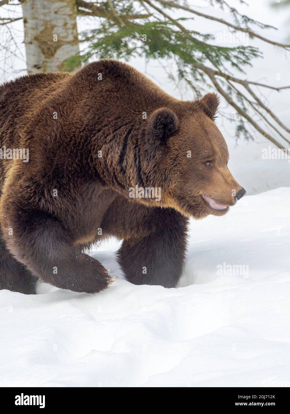 Eurasian brown bear (Ursus arctos arctos) in deep snow, During winter in National Park Bavarian Forest (Bayerischer Wald). Germany, Bavaria Stock Photo