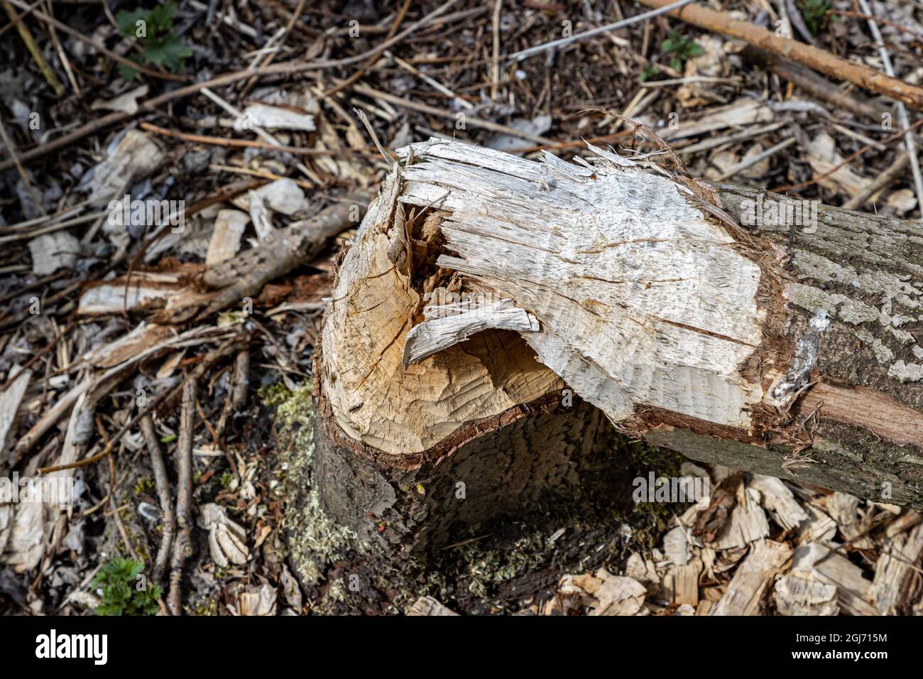 Gnawed to pieces hi-res stock photography and images - Alamy