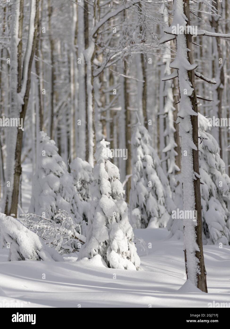 Winter at Mount Lusen in National Park Bavarian Forest (Bayerischer Wald). Central Europe, Germany, Bavaria. Stock Photo