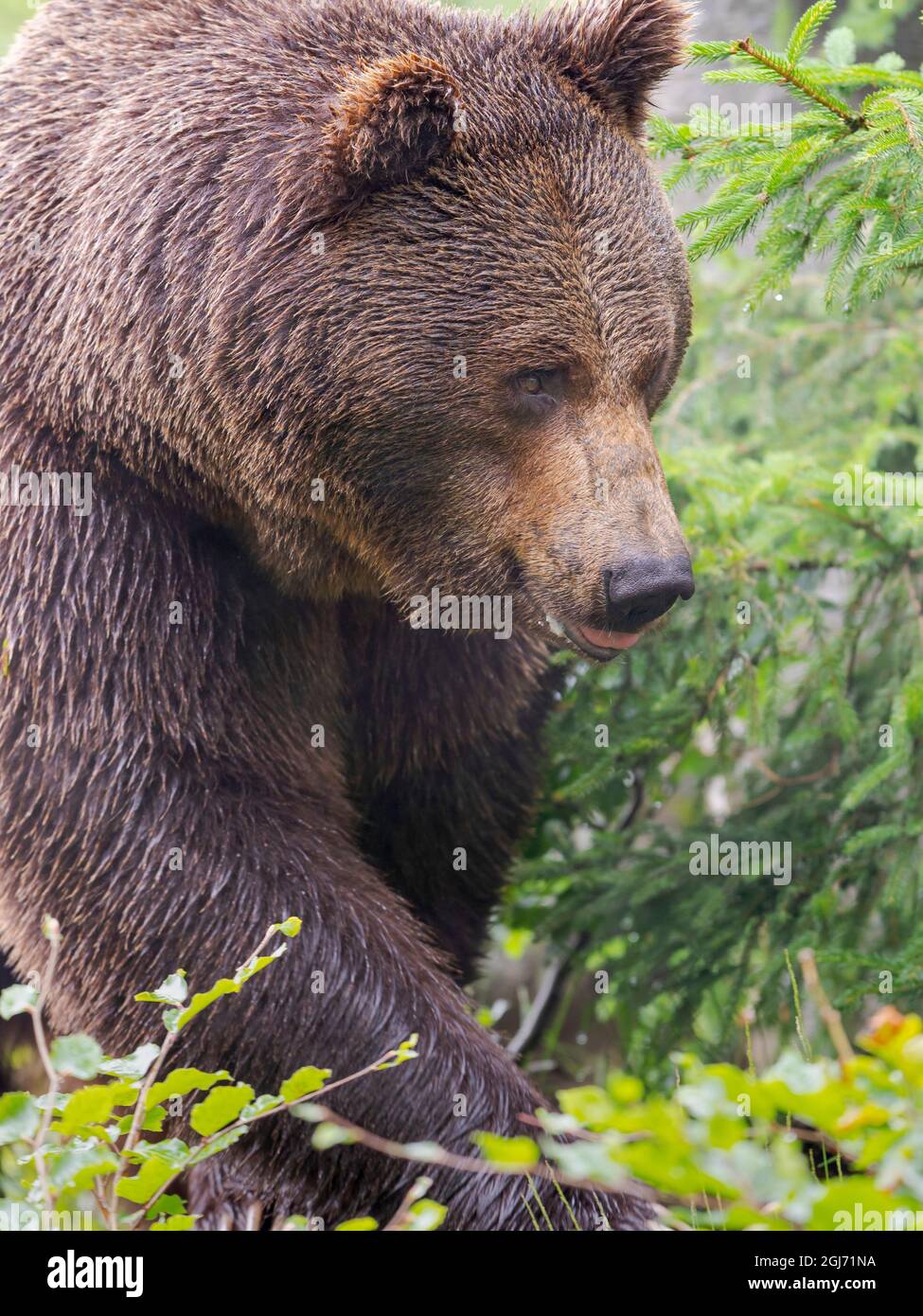 Eurasian brown bear (Ursus arctos arctos) National Park Bavarian Forest ...