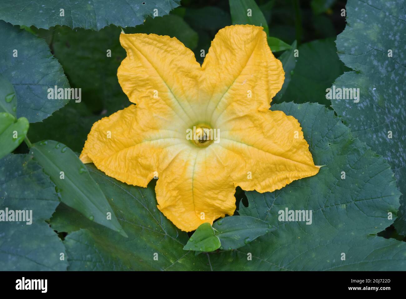 Yellow Squash blossom in the yard Stock Photo Alamy