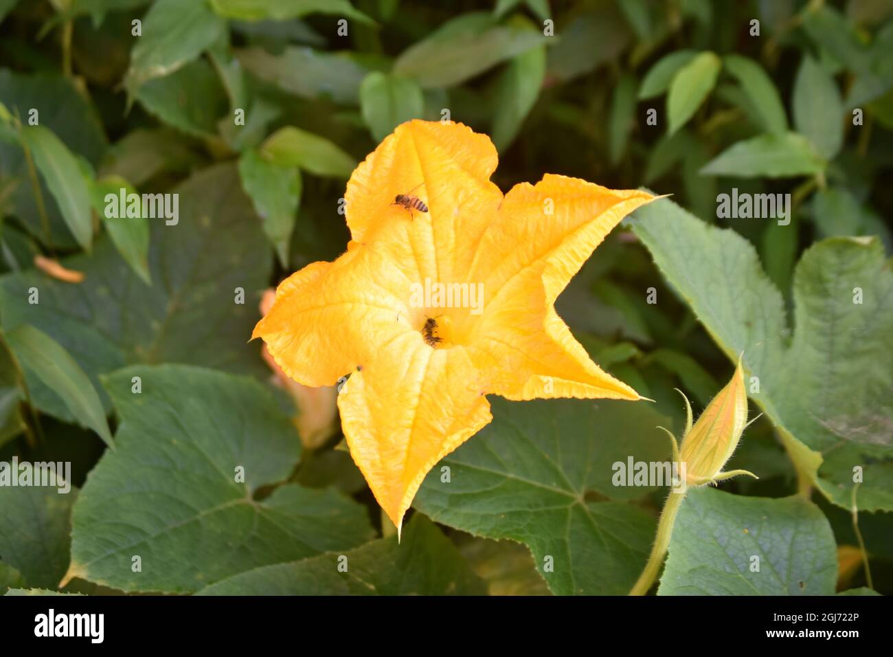 Yellow Squash blossom in the yard Stock Photo Alamy