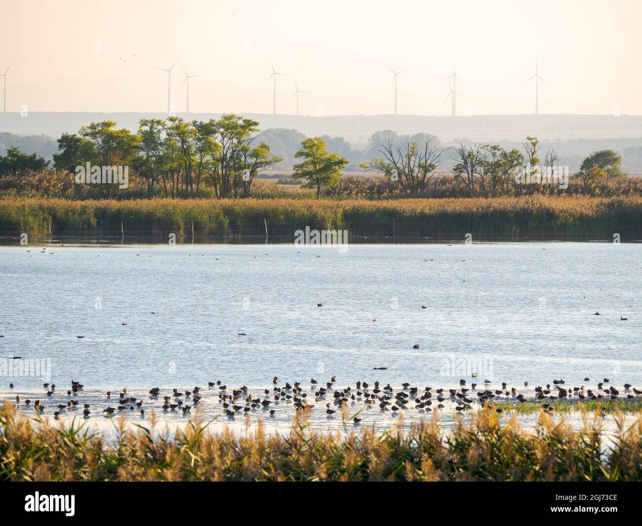 National Park Fertoe-Hansag, part of UNESCO World Heritage Site Fertoe - Neusiedlersee Cultural Landscape. Eastern Europe, Hungary. Stock Photo