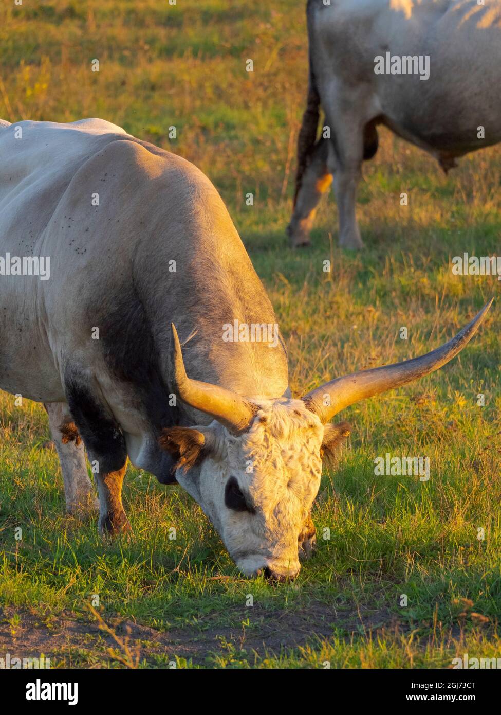 hungarian-grey-or-hungarian-steppe-cattle-magyar-szuerke-an-ancient
