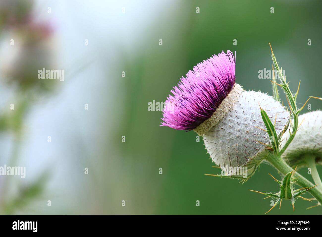 Closeup beautiful purple thistle hi-res stock photography and images ...