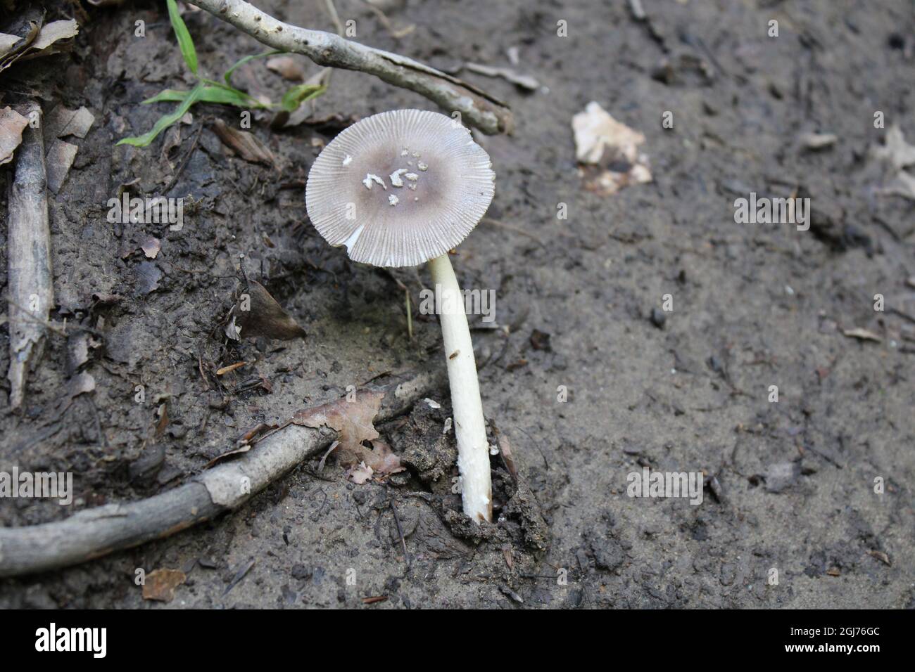 Grey gray mud hi-res stock photography and images - Alamy