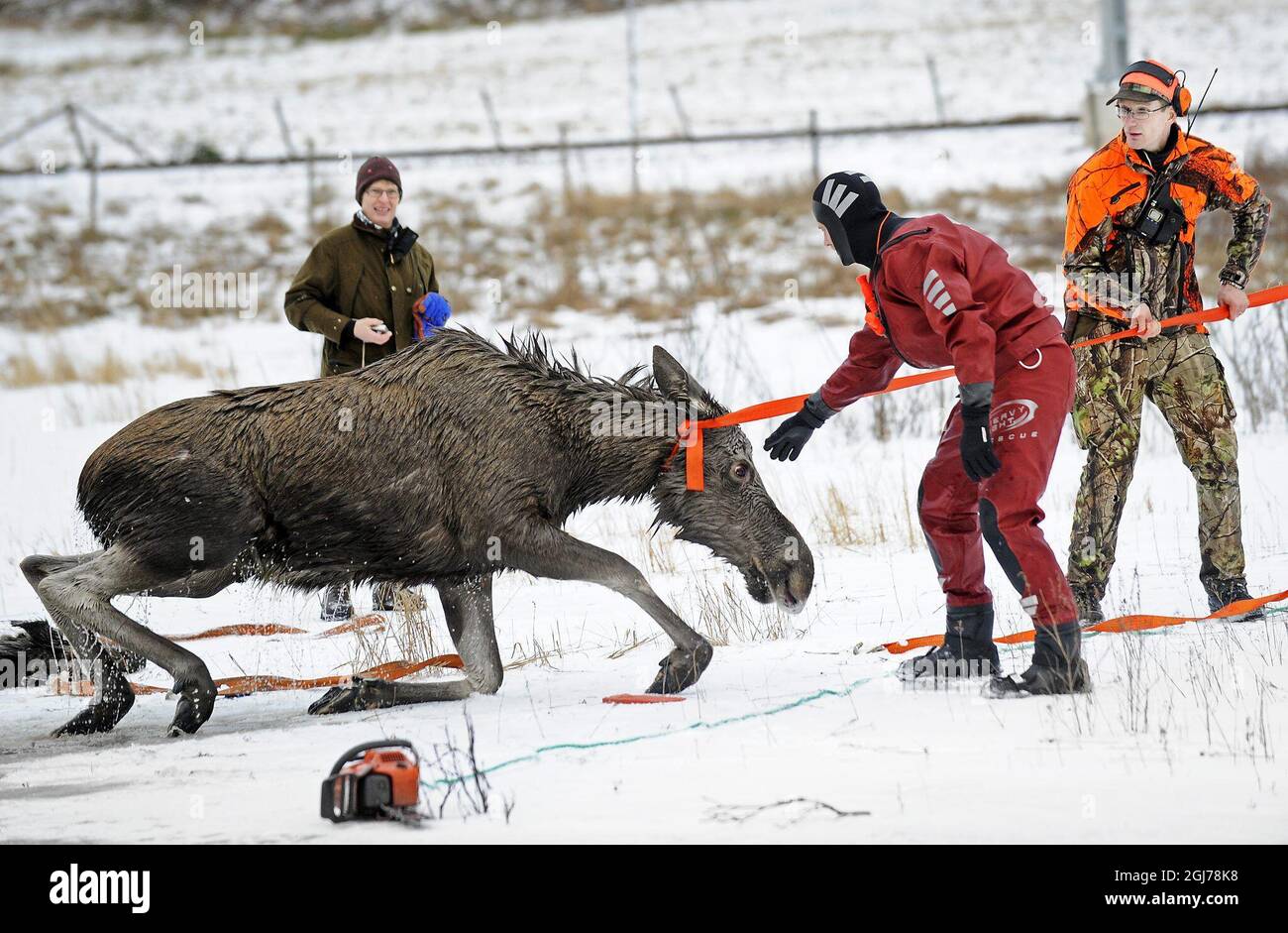 A moose is seen being saved from the icy waters near Kristinehamn, Sweden, January, 29, 2012. Two hunters saw a Moose with two calves walking on the ice of a lake. Suddenly the the ice broke under them leaving the animals helpless in the cold water. The Moose helped herself ashore while one of her calfs died. The two hunters managed two keep the remaining moose above the surface until the rescue service arrived to drag it to safety. The calf later reunited with its mother. Photo Peter Backer / Varmlands Folkblad / SCANPIX Code 70555 Stock Photo