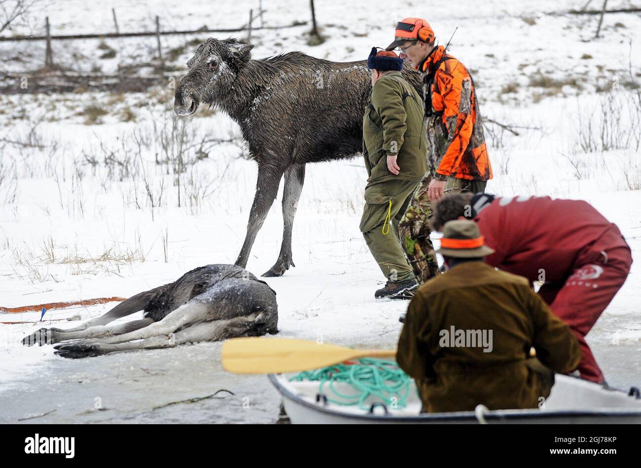 A moose is seen being saved from the icy waters near Kristinehamn, Sweden, January, 29, 2012. Two hunters saw a Moose with two calves walking on the ice of a lake. Suddenly the the ice broke under them leaving the animals helpless in the cold water. The Moose helped herself ashore while one of her calfs died. The two hunters managed two keep the remaining moose above the surface until the rescue service arrived to drag it to safety. The calf later reunited with its mother. Photo Peter Backer / Varmlands Folkblad / SCANPIX Code 70555 Stock Photo