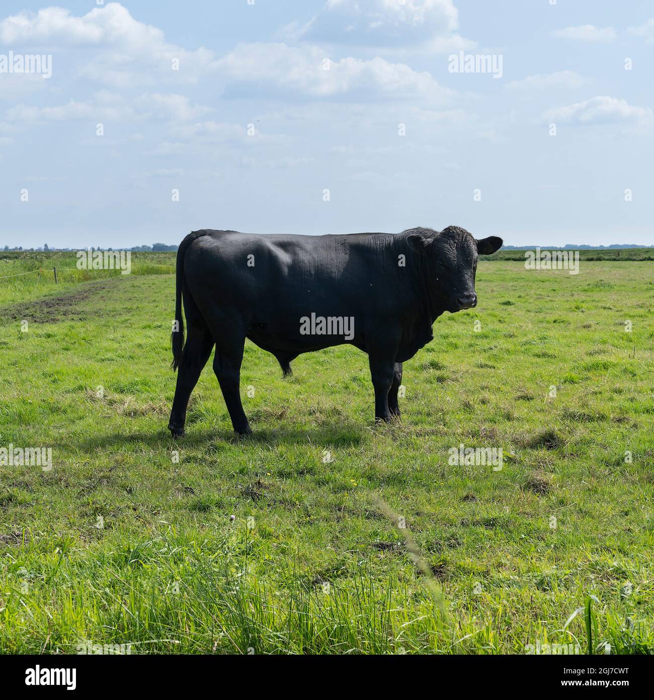 A Young black angus bull standing in a green meadow Stock Photo