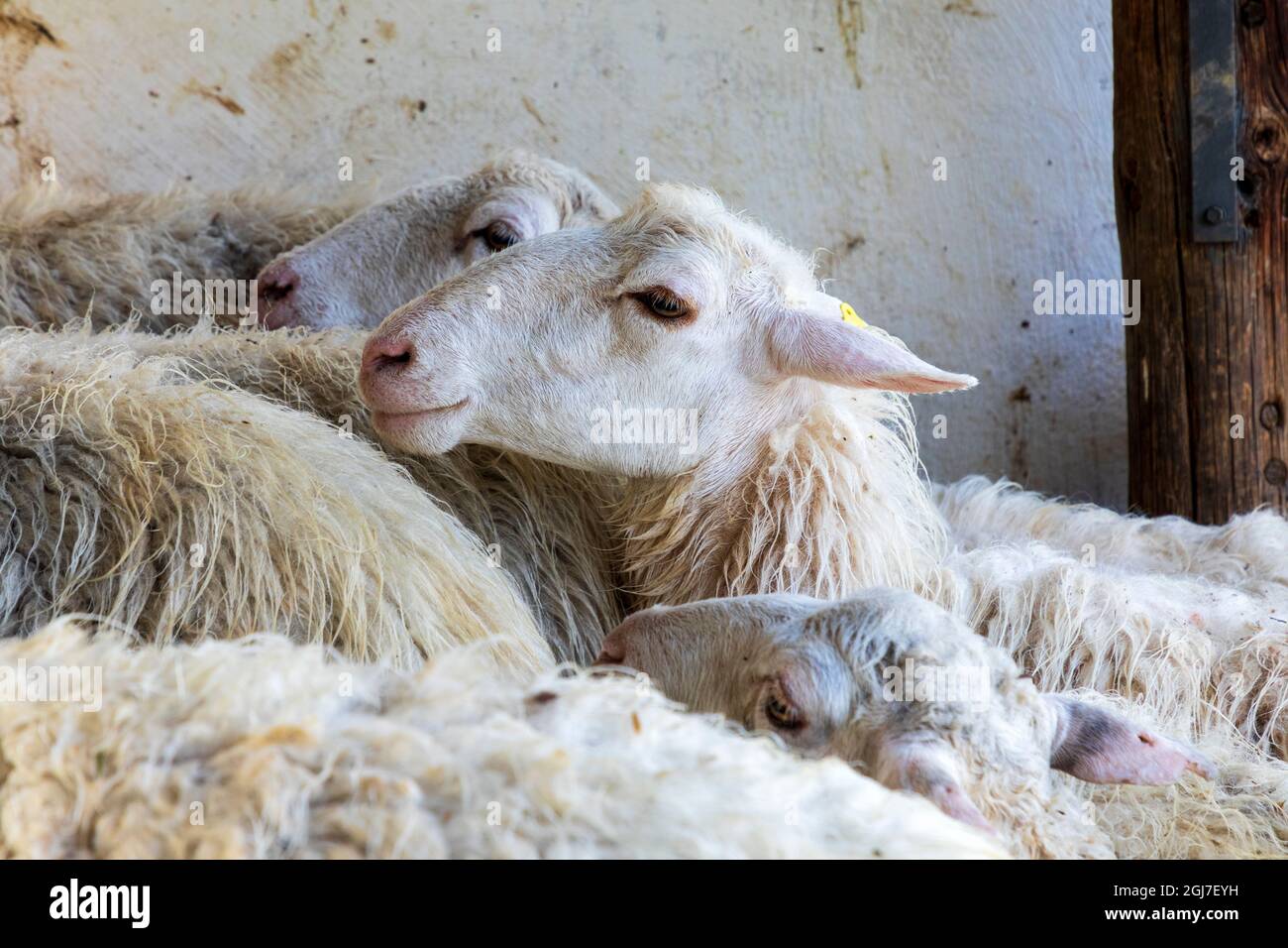 Italy, Sicily, Polina. Sheep in rural Pollina. Stock Photo