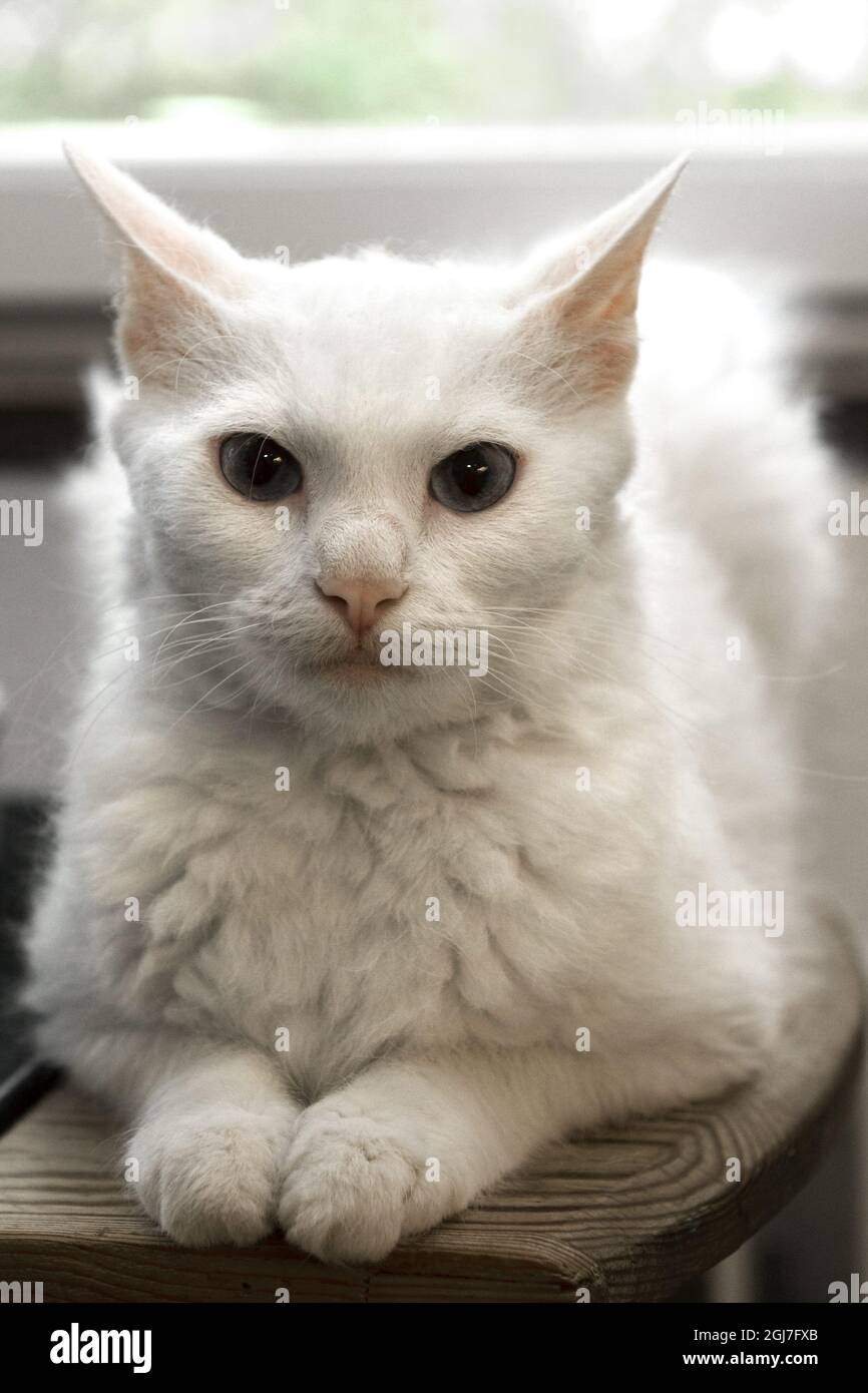 Laperm Cat
