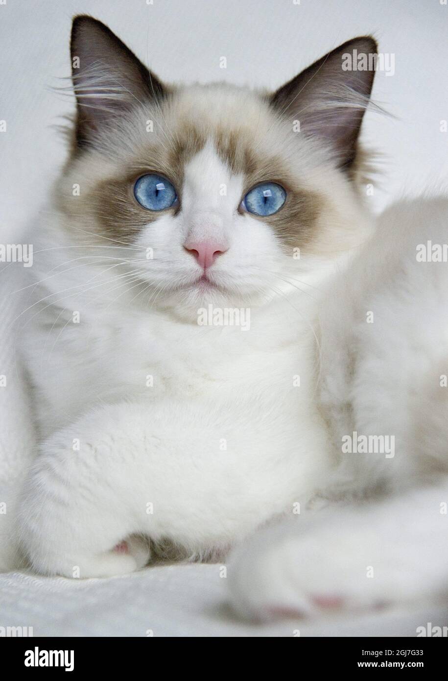 Stockholm A Ragdoll Cat Cats Of Ragdoll Breed Likes To Take It Easy Foto Leif R Jansson Scanpix Kod 100 Stock Photo Alamy