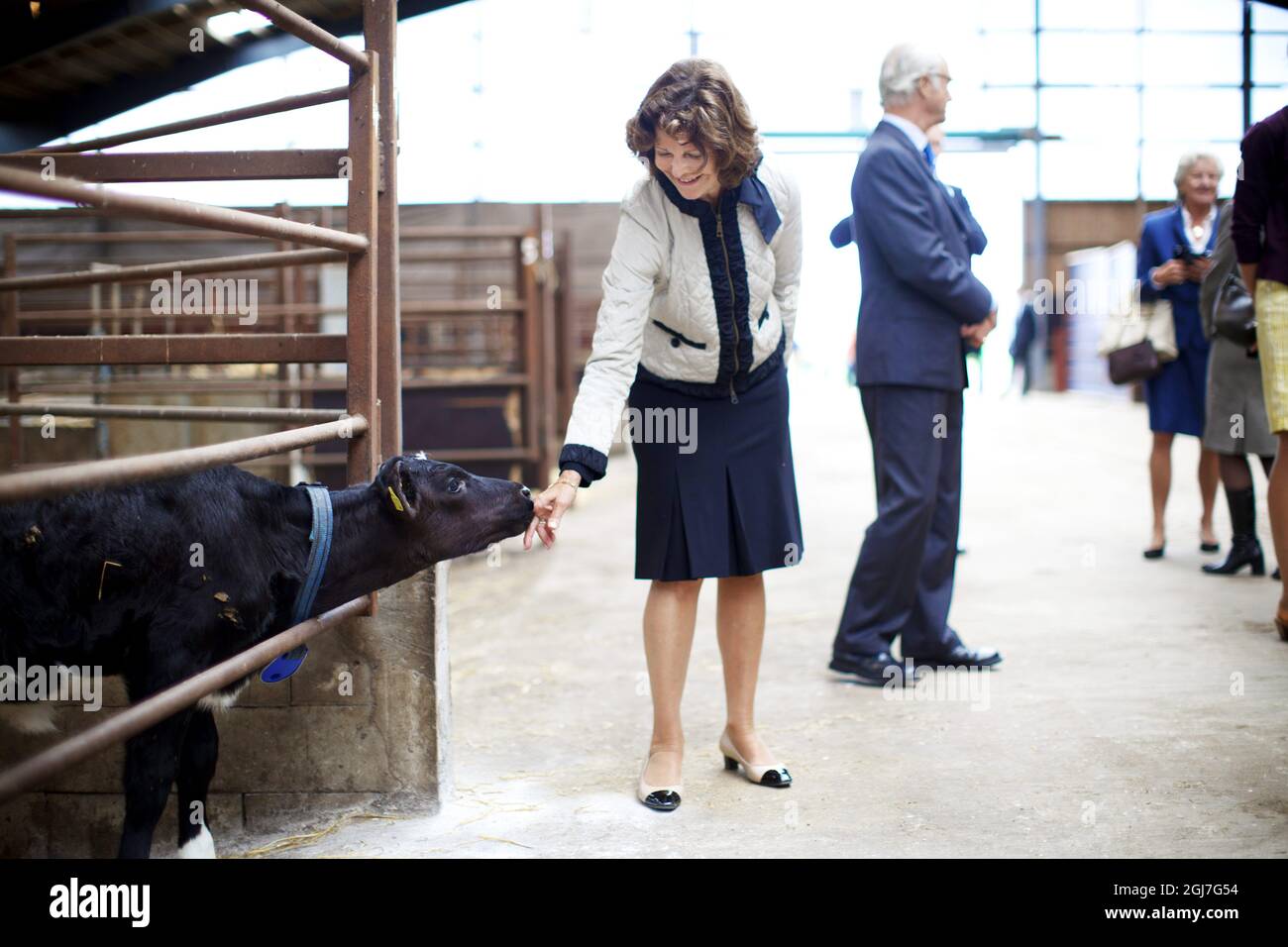 HALMSTAD 20120904. Queen Silvia gets acquainted with a calf under the supervision of King Carl Gustaf during a visit to a farming estate near Halmstad, Sweden, September 4, 2012 .The Royals are on a one day visit to the county of Halland. Foto: Anders Andersson/SCANPIX Kod 11091 Stock Photo