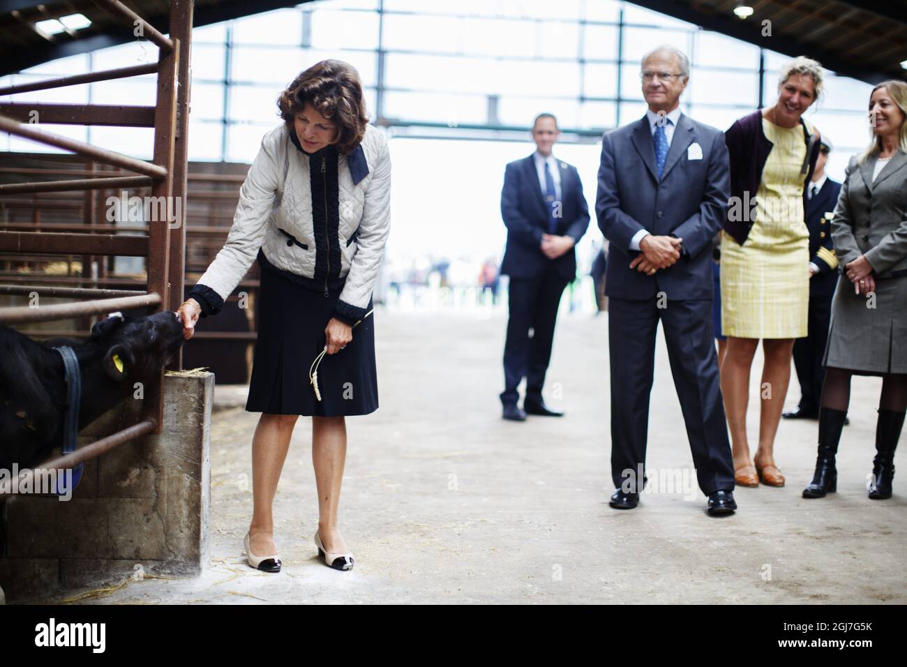HALMSTAD 20120904. Queen Silvia gets acquainted with a calf under the supervision of King Carl Gustaf during a visit to a farming estate near Halmstad, Sweden, September 4, 2012 .The Royals are on a one day visit to the county of Halland. Foto: Anders Andersson/SCANPIX Kod 11091 Stock Photo